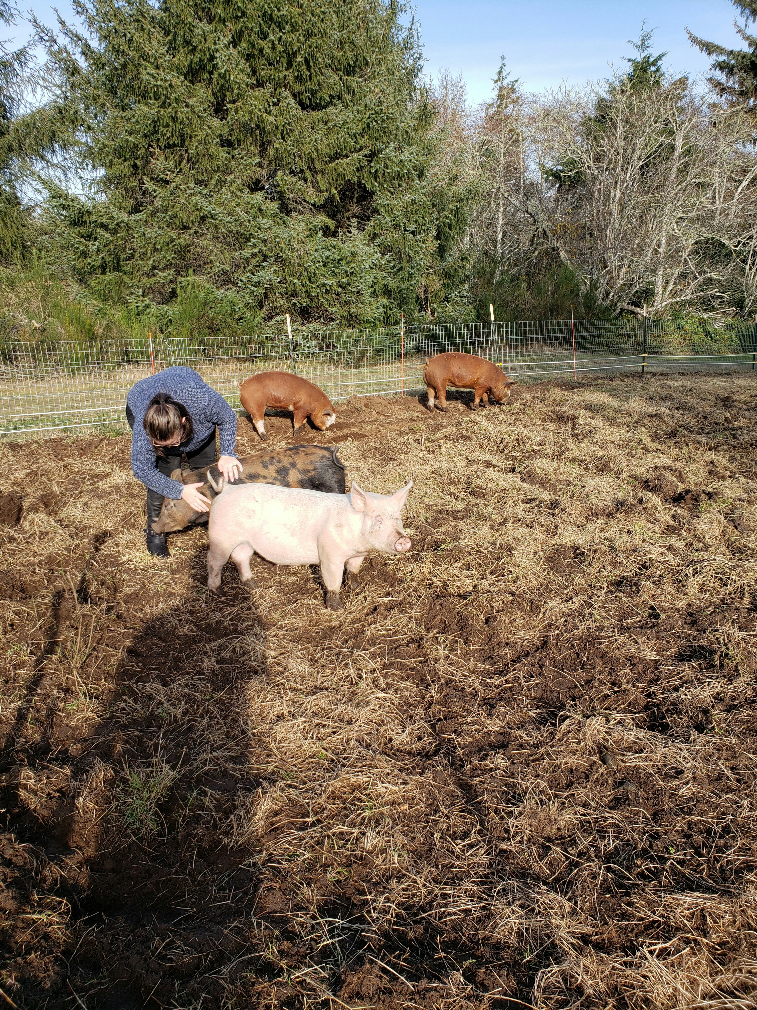 November pig update 1 image